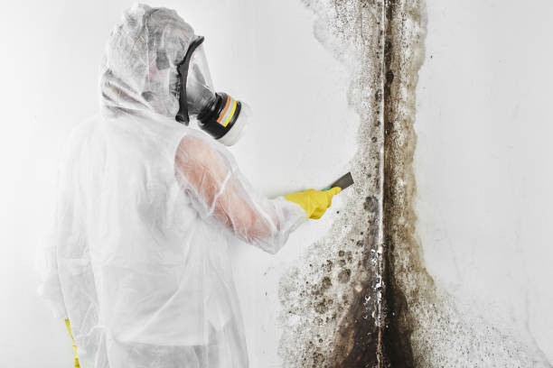 Attic Mold Removal in Rockwood, VA