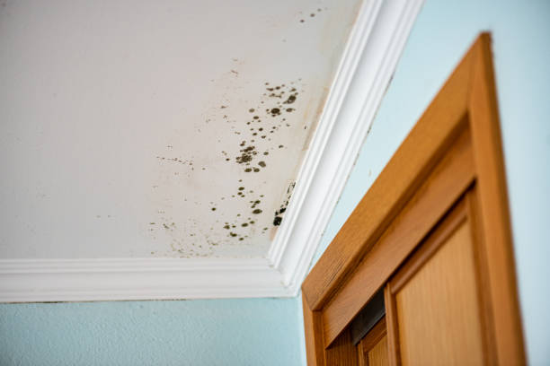 Best Certified Mold Removal  in Rockwood, VA