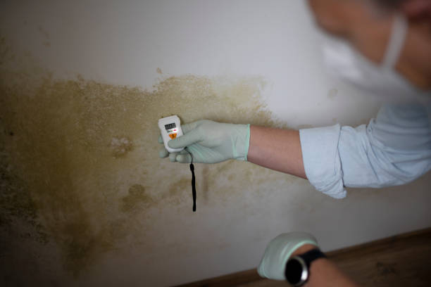 Best Crawl Space Mold Removal  in Rockwood, VA