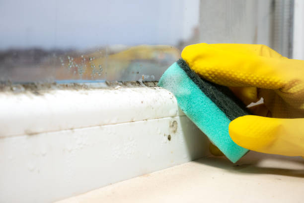 Mold Removal and Inspection in Rockwood, VA