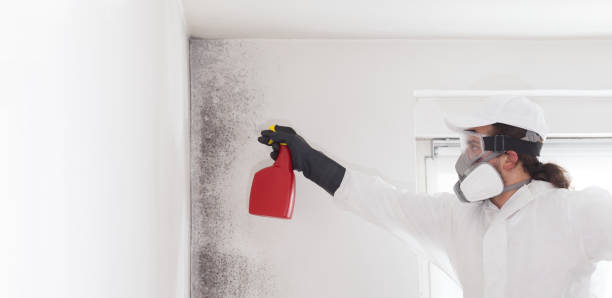 Best Home Mold Removal  in Rockwood, VA