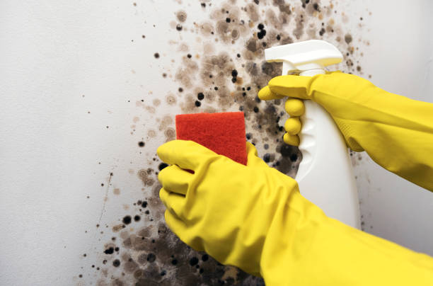 Best Same-Day Mold Removal  in Rockwood, VA