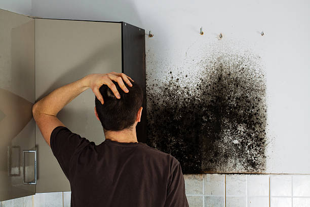 Mold Removal and Inspection in Rockwood, VA